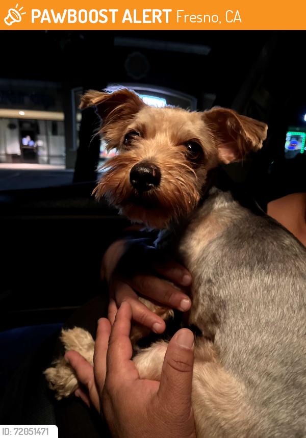 Found/Stray Male Dog last seen Ashlan and blythe, Fresno, CA 93705
