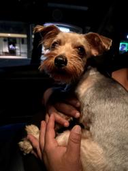 Found/Stray Male Dog last seen Ashlan and blythe, Fresno, CA 93705