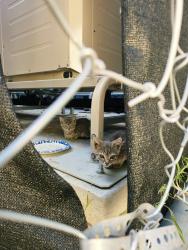 Found/Stray Unknown Cat last seen Deerpark Drive, Fullerton, CA, Fullerton, CA 92831