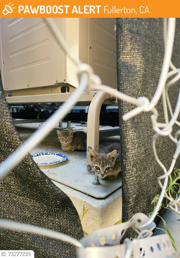 Found/Stray Unknown Cat last seen Deerpark Drive, Fullerton, CA, Fullerton, CA 92831