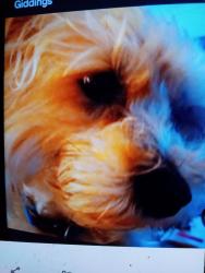 Lost Male Dog last seen Deacon Dr and Southwest Parkway, College Station, TX 77845
