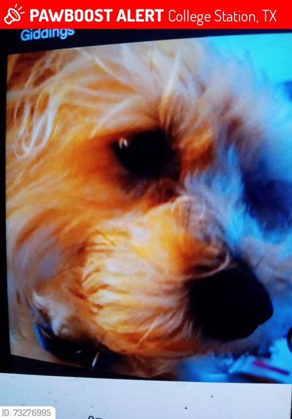 Lost Male Dog last seen Deacon Dr and Southwest Parkway, College Station, TX 77845