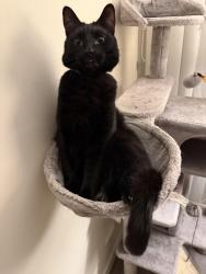 Lost Male Cat last seen West Wickham, Near KFC Roundabout, Greater London, England BR4 0LH