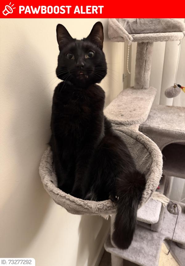 Lost Male Cat last seen West Wickham, Near KFC Roundabout, Greater London, England BR4 0LH