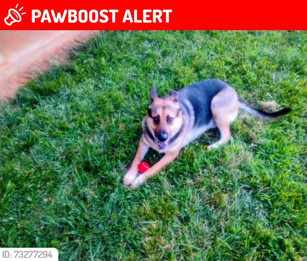 Lost Male Dog last seen Hobson branch Road, Buncombe County, NC 28787