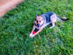 Lost Male Dog last seen Hobson branch Road, Buncombe County, NC 28787