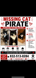 Lost Male Cat last seen forest bend neighborhood, Friendswood, TX 77546