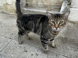 Found/Stray Male Cat last seen Portola and Lathrop, Los Angeles, CA 90032