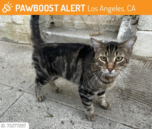 Found/Stray Male Cat last seen Portola and Lathrop, Los Angeles, CA 90032