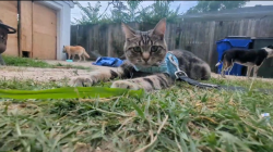 Lost Female Cat last seen Near woodland avenue, Norfolk, VA 23504