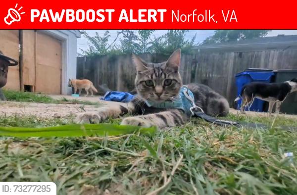 Lost Female Cat last seen Near woodland avenue, Norfolk, VA 23504