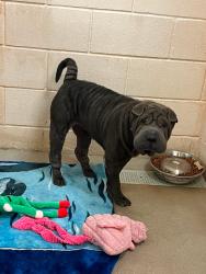 Shelter Stray Female Dog last seen Bexar County, 3353 Morningside Dr, New Braunfels, TX 78132, USA