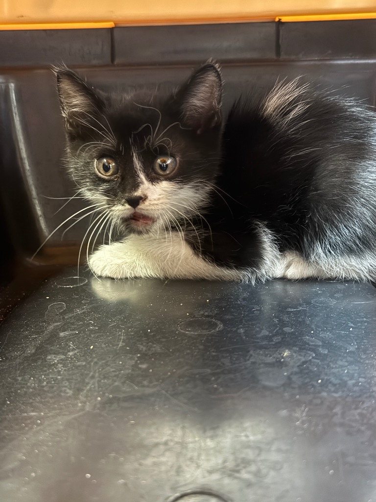 Shelter Stray Female Cat last seen Bexar County, 3353 Morningside Dr, New Braunfels, TX 78132, USA
