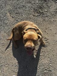 Found/Stray Female Dog last seen Carrolton rd between dodds and mariposa, Escalon, CA 95320