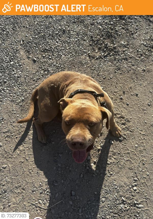 Found/Stray Female Dog last seen Carrolton rd between dodds and mariposa, Escalon, CA 95320