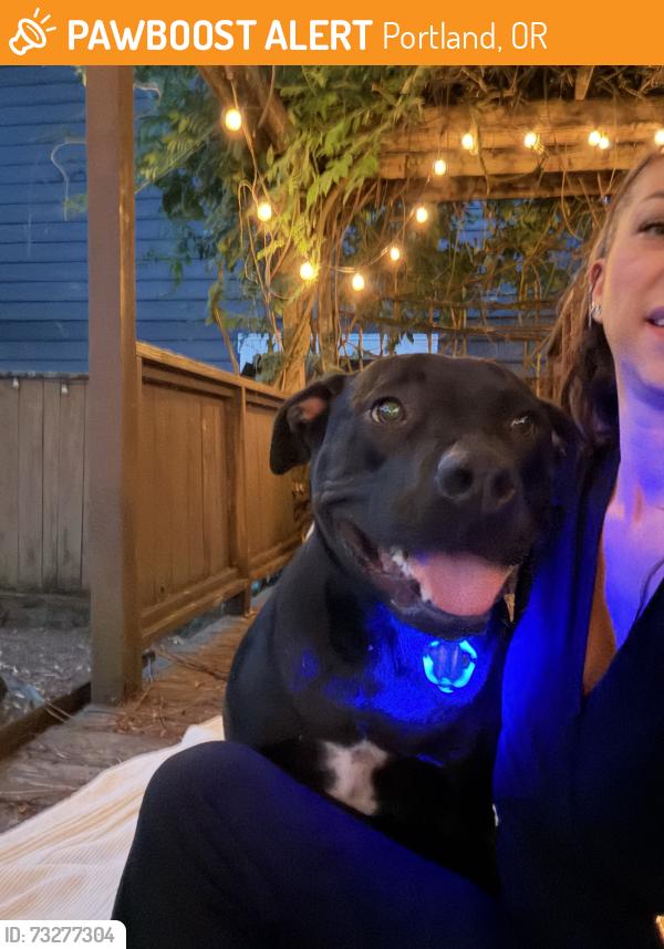 Found/Stray Male Dog last seen 47th and Campaign, Portland, OR 97218