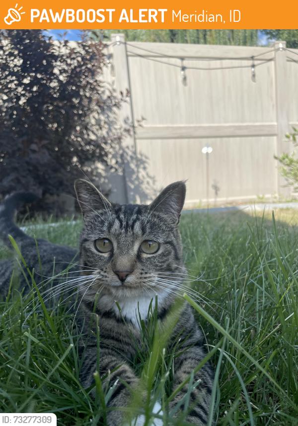 Found/Stray Unknown Cat last seen Settlers Park, Meridian, ID 83646
