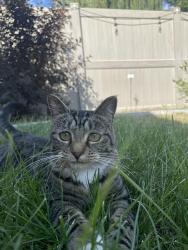 Found/Stray Unknown Cat last seen Settlers Park, Meridian, ID 83646