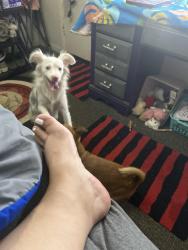 Found/Stray Female Dog last seen Tanner raymond, Midland, TX 79703