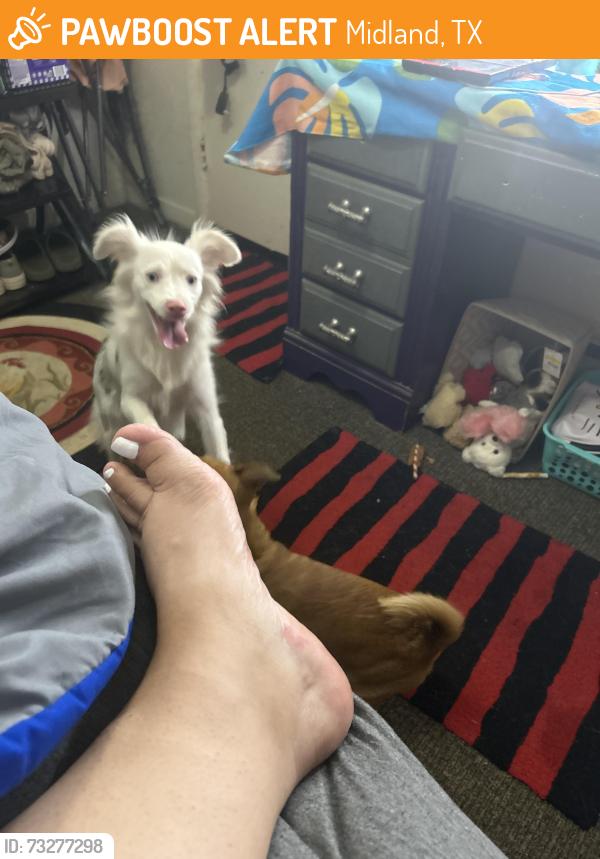 Found/Stray Female Dog last seen Tanner raymond, Midland, TX 79703