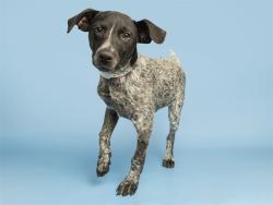 Shelter Stray Male Dog last seen 195TH AVE AND RAINBOW VALLEY RD, 5501 E Van Buren St, Phoenix, AZ 85008, USA