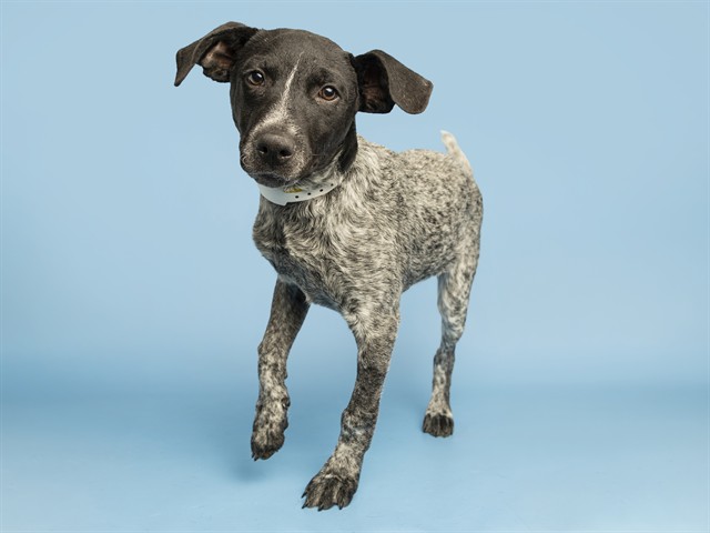 Shelter Stray Male Dog last seen 195TH AVE AND RAINBOW VALLEY RD, 5501 E Van Buren St, Phoenix, AZ 85008, USA