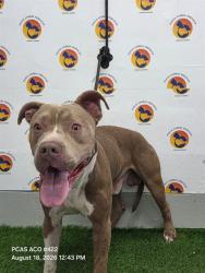 Shelter Stray Male Dog last seen CR 52 AND US 19, 19640 Dogpatch Ln, Land O' Lakes, FL 34638, USA
