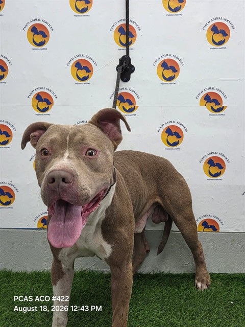 Shelter Stray Male Dog last seen CR 52 AND US 19, 19640 Dogpatch Ln, Land O' Lakes, FL 34638, USA