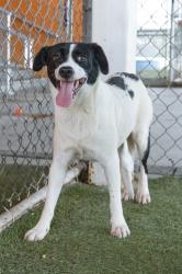 Shelter Stray Female Dog last seen Near BLOCK SW 248TH ST, 3599 NW 79th Ave, Doral, FL 33122, USA