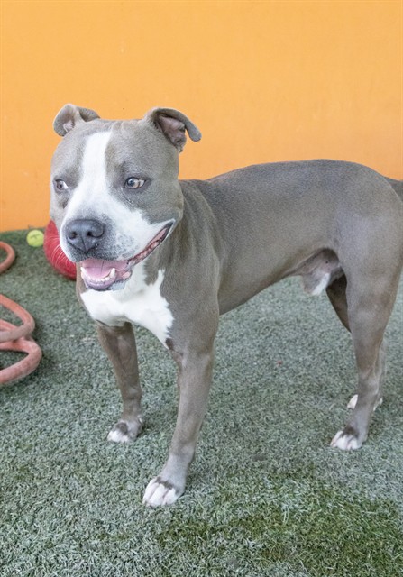 Shelter Stray Male Dog last seen NW 16 ST E AVE, 3599 NW 79th Ave, Doral, FL 33122, USA