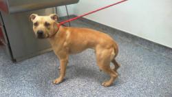 Shelter Stray Male Dog last seen CHARLOTTE, 8315 Byrum Dr, Charlotte, NC 28217, USA