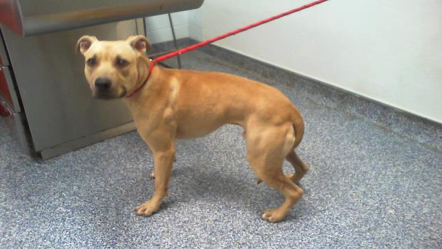 Shelter Stray Male Dog last seen CHARLOTTE, 8315 Byrum Dr, Charlotte, NC 28217, USA