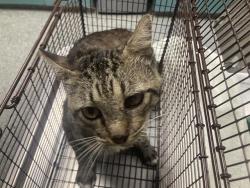 Shelter Stray Male Cat last seen Near BLK LINDEN AVE, LONG BEACH, CA 90806, 7700 E Spring St, Long Beach, CA 90815, USA