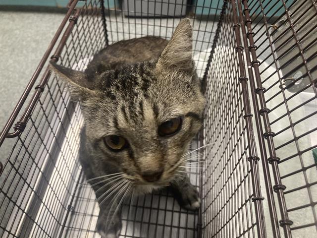 Shelter Stray Male Cat last seen Near BLK LINDEN AVE, LONG BEACH, CA 90806, 7700 E Spring St, Long Beach, CA 90815, USA