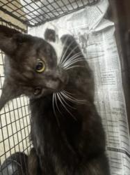 Shelter Stray Female Cat last seen , 14409 Vanowen St, Van Nuys, CA 91405, USA