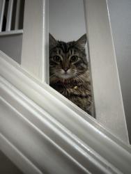 Lost Male Cat last seen Grenville park, Banks, OR 97106