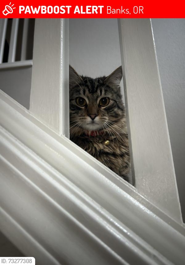 Lost Male Cat last seen Grenville park, Banks, OR 97106