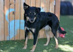 Shelter Stray Female Dog last seen Near BLOCK W 6020 S, TAYLORSVILLE UT 84129, 4522 W 3500 S, West Valley City, UT 84120, USA