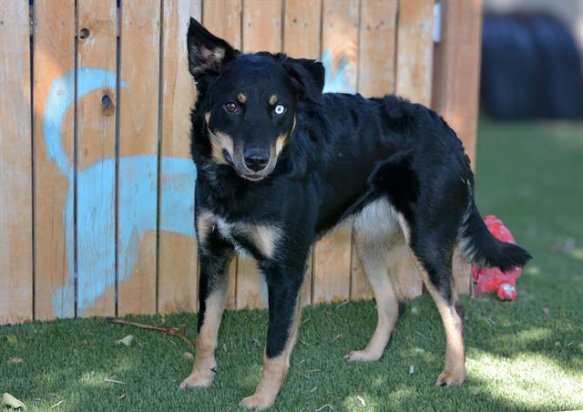 Shelter Stray Female Dog last seen Near BLOCK W 6020 S, TAYLORSVILLE UT 84129, 4522 W 3500 S, West Valley City, UT 84120, USA