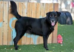Shelter Stray Male Dog last seen Near BLOCK S MARKET ST, 4522 W 3500 S, West Valley City, UT 84120, USA