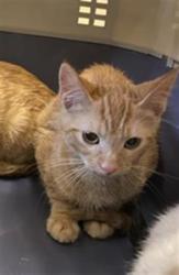 Shelter Stray Female Cat last seen Near BLOCK S 1845, 4522 W 3500 S, West Valley City, UT 84120, USA