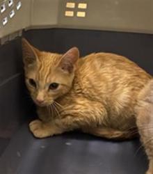 Shelter Stray Male Cat last seen Near BLOCK S 1845, 4522 W 3500 S, West Valley City, UT 84120, USA