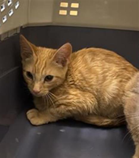 Shelter Stray Male Cat last seen Near BLOCK S 1845, 4522 W 3500 S, West Valley City, UT 84120, USA