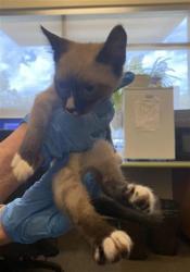 Shelter Stray Male Cat last seen Near BLOCK S 1845, 4522 W 3500 S, West Valley City, UT 84120, USA
