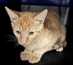 Shelter Stray Male Cat last seen Near BLOCK S BELLAIRE WAY, CENTENNIAL CO 80122 2125, 2080 S Quebec St, Denver, CO 80231, USA