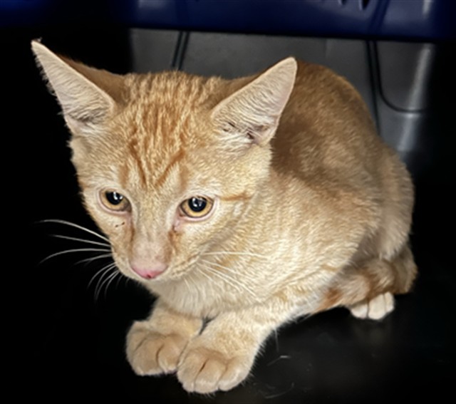 Shelter Stray Male Cat last seen Near BLOCK S BELLAIRE WAY, CENTENNIAL CO 80122 2125, 2080 S Quebec St, Denver, CO 80231, USA