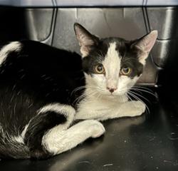 Shelter Stray Male Cat last seen Near BLOCK S BELLAIRE WAY, CENTENNIAL CO 80122 2123, 2080 S Quebec St, Denver, CO 80231, USA