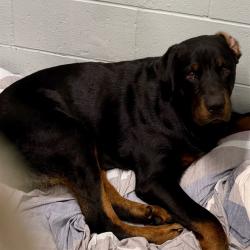 Shelter Stray Male Dog last seen BETTY LN, MASCOTTE, 12280 County Rd 448, Tavares, FL 32778, USA