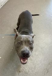 Shelter Stray Male Dog last seen NEWPORT AVE X CANAL ST, 333 Chandler Pl, San Bernardino, CA 92408, USA