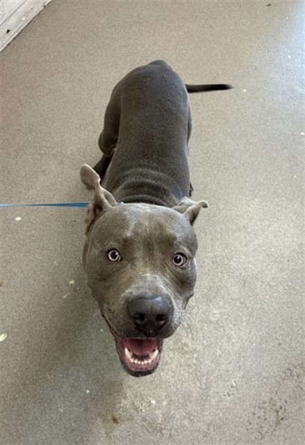 Shelter Stray Male Dog last seen NEWPORT AVE X CANAL ST, 333 Chandler Pl, San Bernardino, CA 92408, USA
